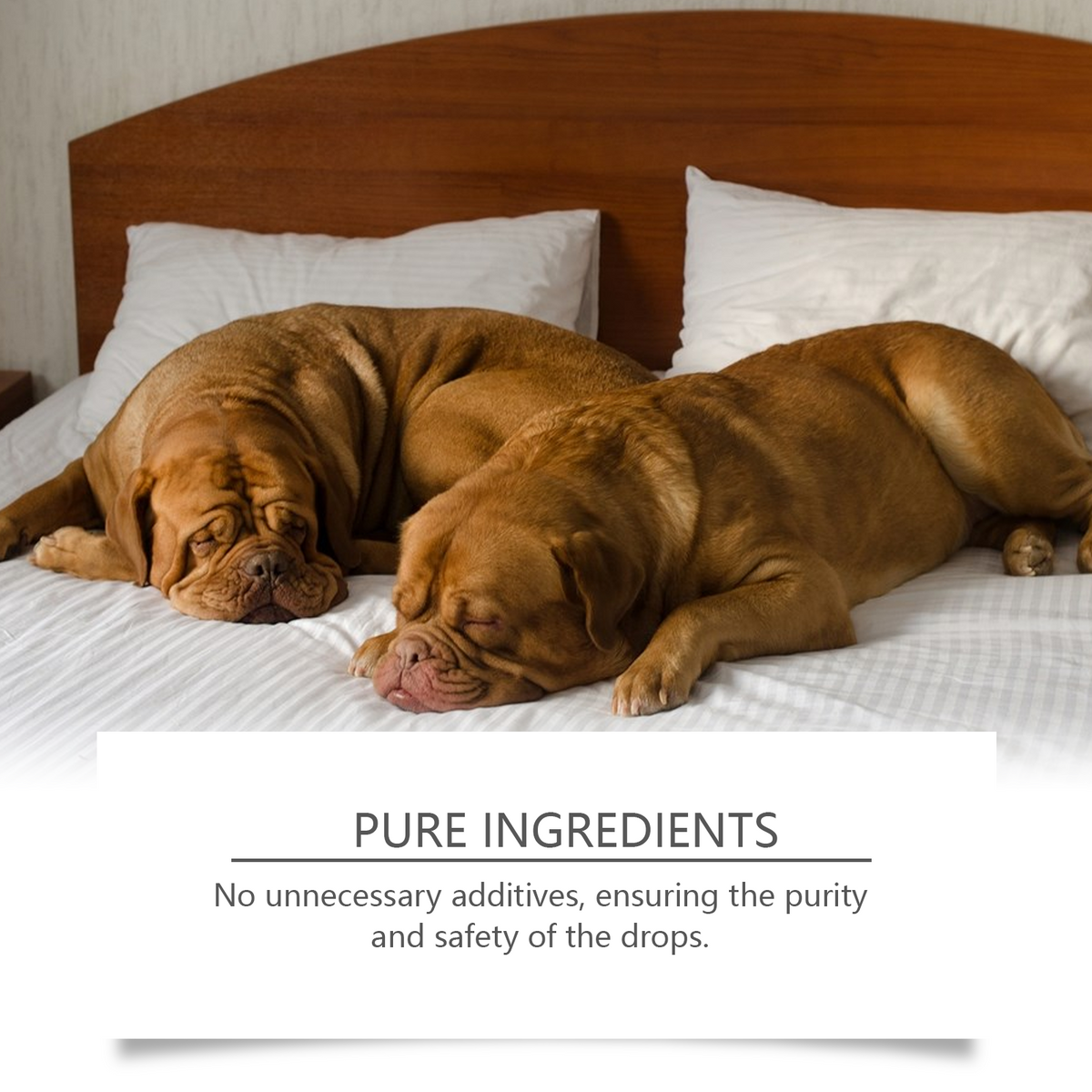 Dog Sleep Support Drops